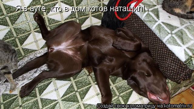 Котоматрица: Я в ауте, кто в дом котов натащил!