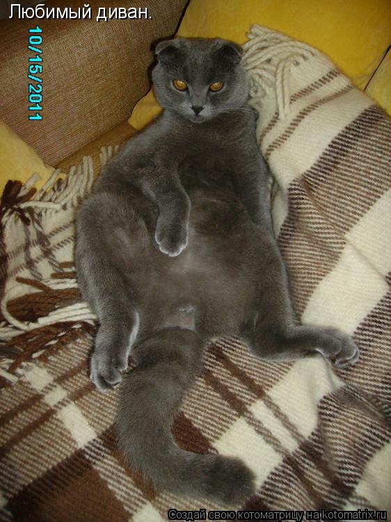 Котоматрица: Любимый диван.