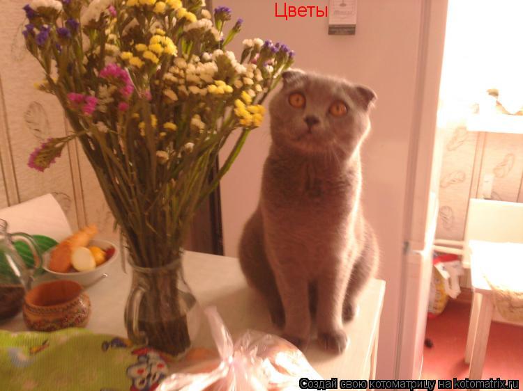 Котоматрица: Цветы