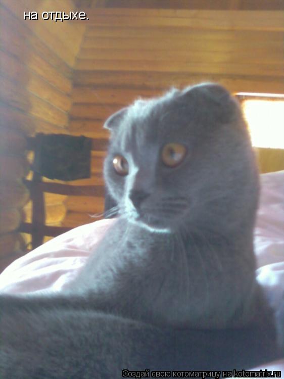 Котоматрица: на отдыхе.