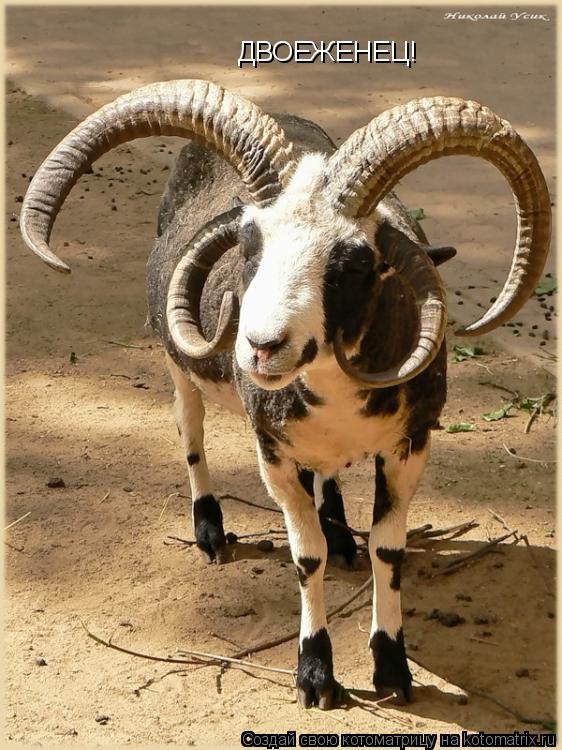 Котоматрица: ДВОЕЖЕНЕЦ!