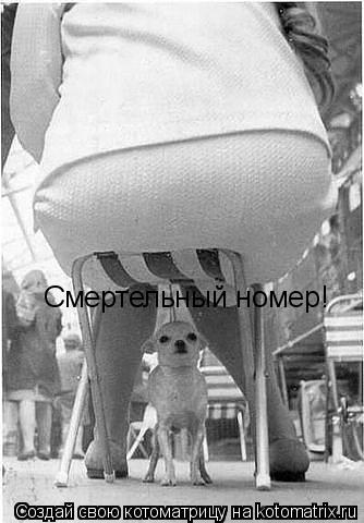 Котоматрица: Смертельный номер!