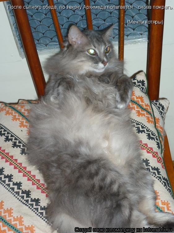 Котоматрица: После сытного обеда, по закону Архимеда полагается... снова пожрать.  (Мечты котяры)