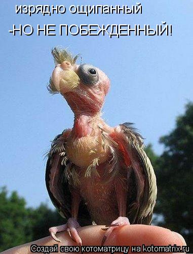 Котоматрица: изрядно ощипанный -НО НЕ ПОБЕЖДЕННЫЙ!