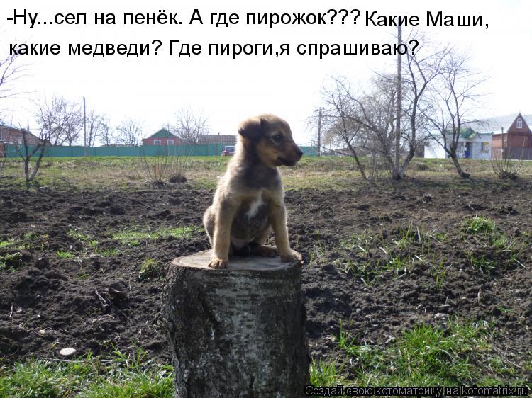 Котоматрица: -Ну...сел на пенёк. А где пирожок??? Какие Маши, какие медведи? Где пироги,я спрашиваю?