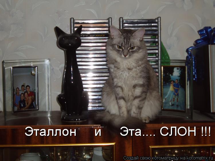 Котоматрица: Эталлон     и     Эта.... СЛОН !!!