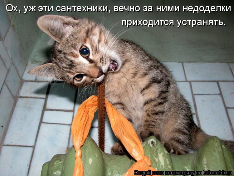 Котоматрица: Ох, уж эти сантехники, вечно за ними недоделки  приходится устранять.
