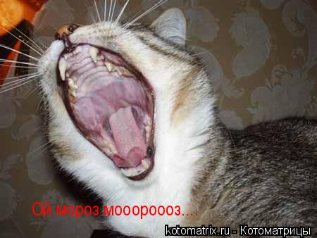 Котоматрица: Ой мороз мооороооз....