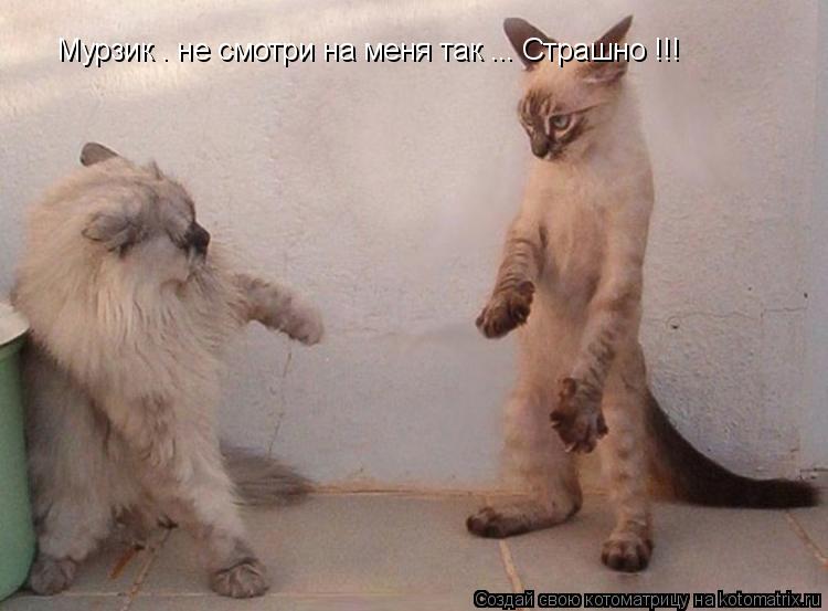 Котоматрица: Мурзик . не смотри на меня так ... Страшно !!!
