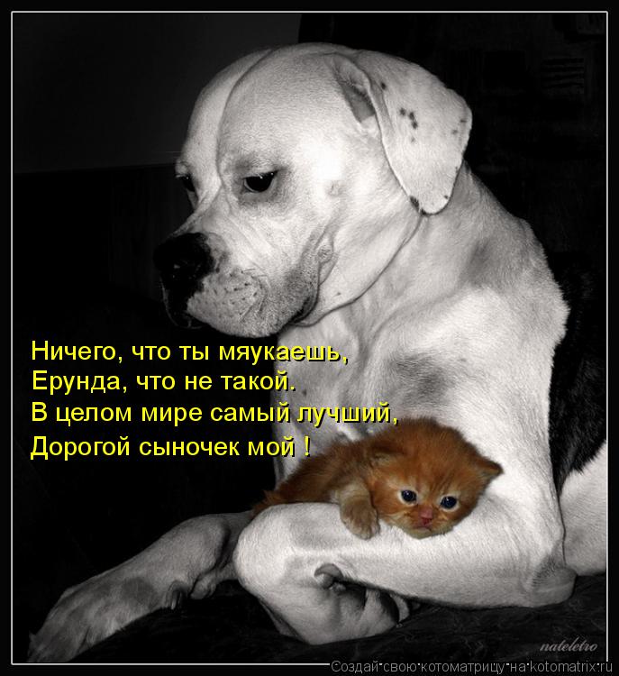 Котоматрица: Ничего, что ты мяукаешь, Ерунда, что не такой. В целом мире самый лучший, Дорогой сыночек мой !