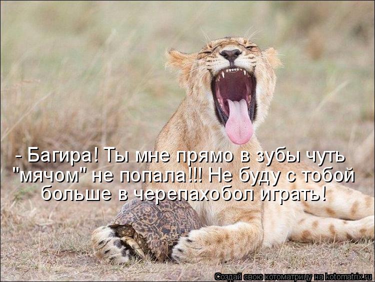 Котоматрица: - Багира! Ты мне прямо в зубы чуть "мячом" не попала!!! Не буду с тобой больше в черепахобол играть!