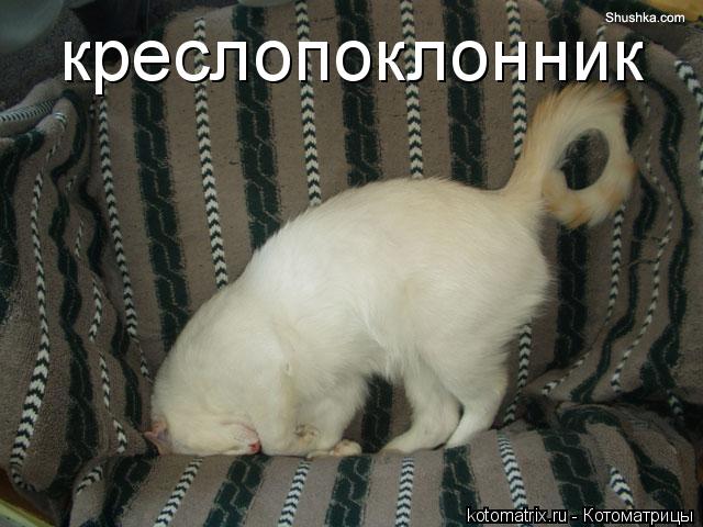 креслопоклонник... Котоматрица: креслопоклонник