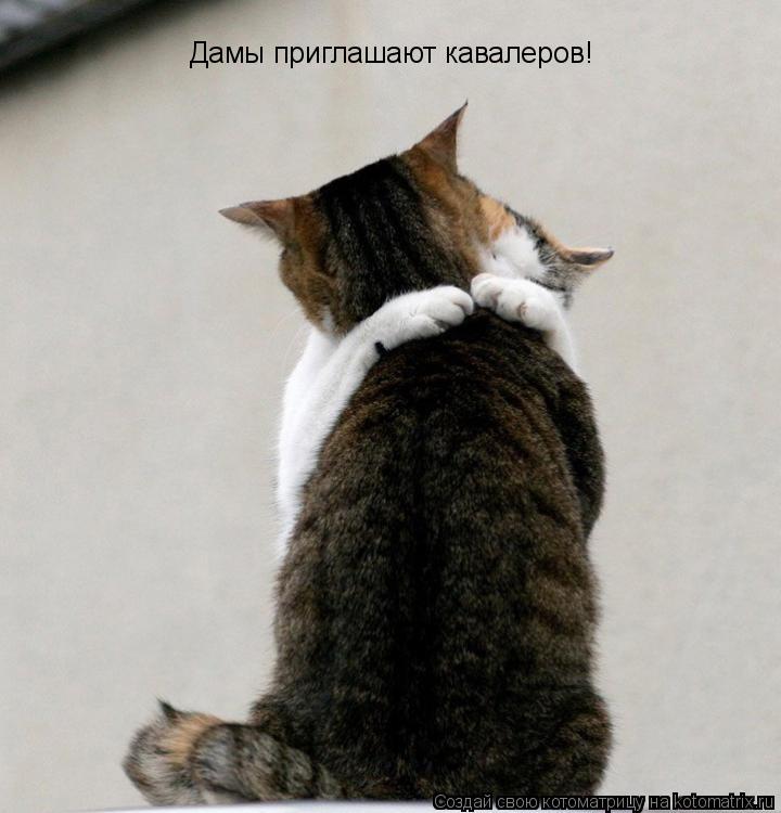 Котоматрица: Дамы приглашают кавалеров!