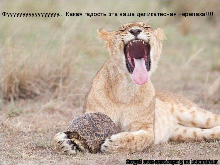 Котоматрица: Фууууууууууууууууу... Какая гадость эта ваша деликатесная черепаха!!!!