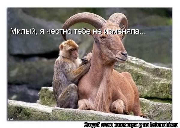 Котоматрица: Милый, я честно тебе не изменяла...