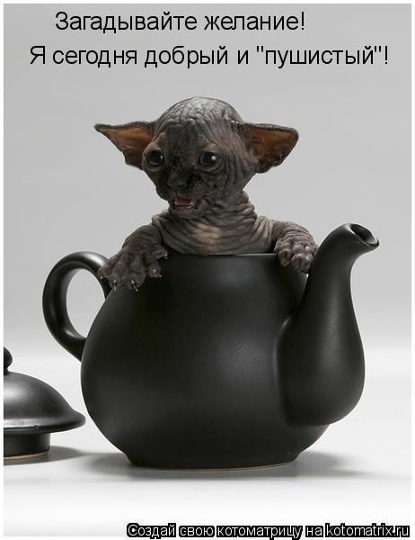 Котоматрица: Загадывайте желание! Я сегодня добрый и "пушистый"!