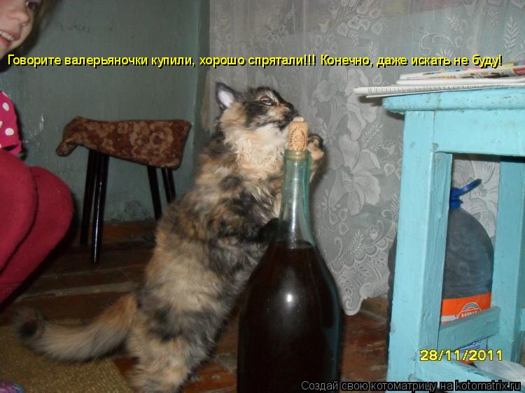 Котоматрица: Говорите валерьяночки купили, хорошо спрятали!!! Конечно, даже искать не буду!