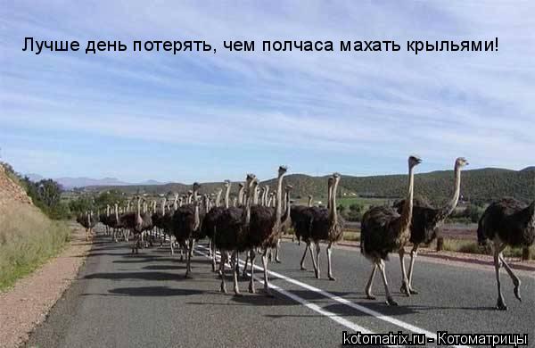 Котоматрица: Лучше день потерять, чем полчаса махать крыльями!