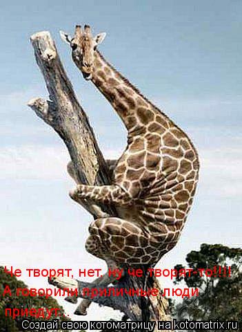 Котоматрица: Че творят, нет, ну че творят-то!!!!  А говорили приличные люди  приедут...