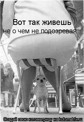 Котоматрица: Вот так живешь  не о чем не подозревая...