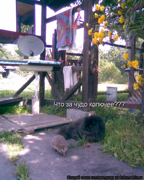 Котоматрица: Что за чудо колючее???