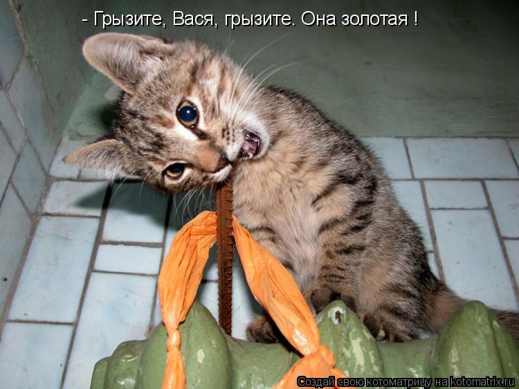 Котоматрица: - Грызите, Вася, грызите. Она золотая !