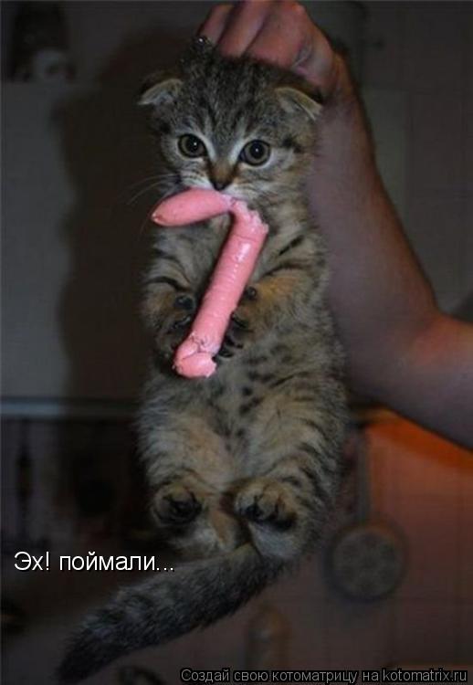 Котоматрица: Эх! поймали...