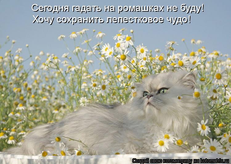 Котоматрица: Хочу сохранить лепестковое чудо! Сегодня гадать на ромашках не буду!