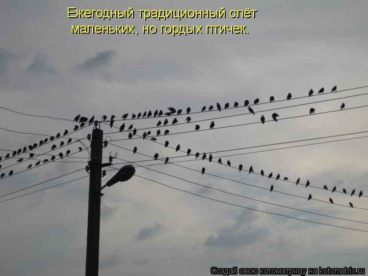 Котоматрица: Ежегодный традиционный слёт  маленьких, но гордых птичек.