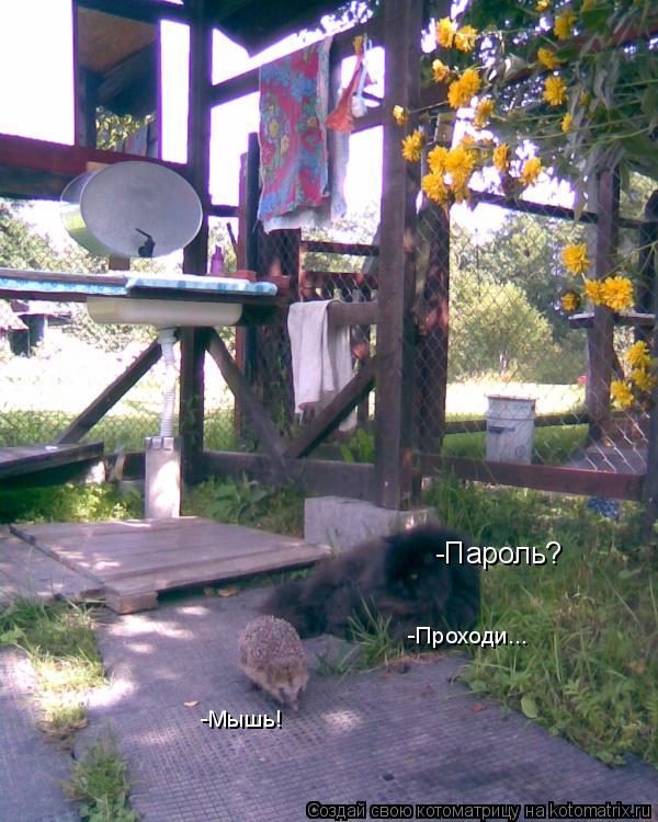 Котоматрица: -Пароль? -Мышь! -Проходи...