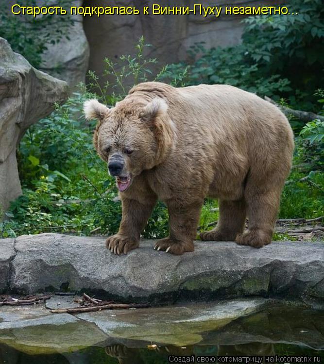 Котоматрица: Старость подкралась к Винни-Пуху незаметно...
