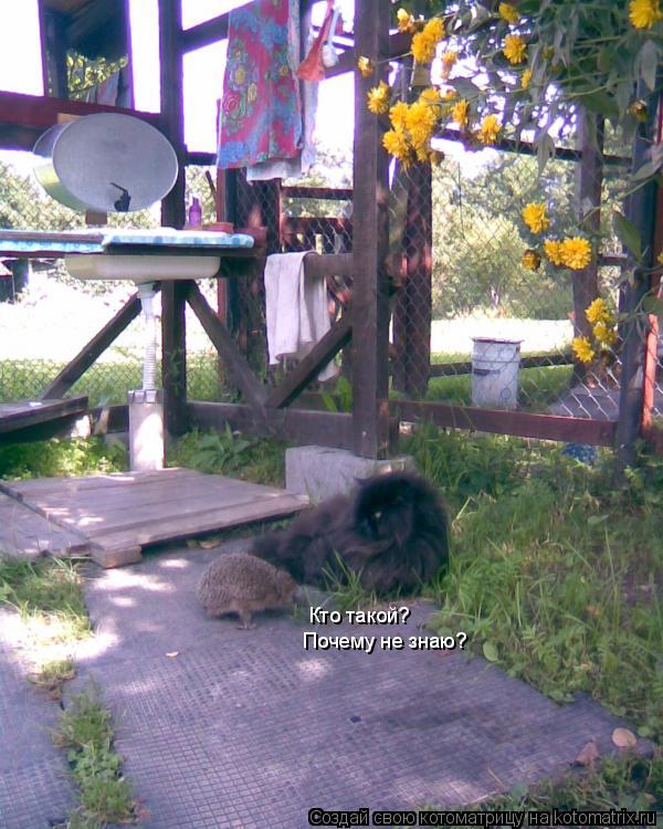 Котоматрица: Кто такой? Почему не знаю?