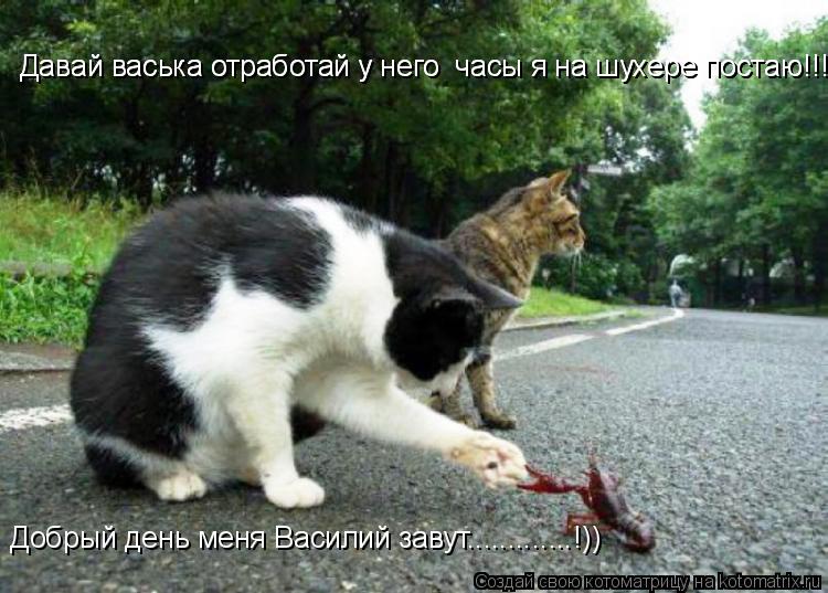 Котоматрица: Давай васька отработай у него  часы я на шухере постаю!!!!!!!!!!!!!! Давай васька отработай у него  часы я на шухере постаю!!!!!!!!!!!!!! Добрый день 