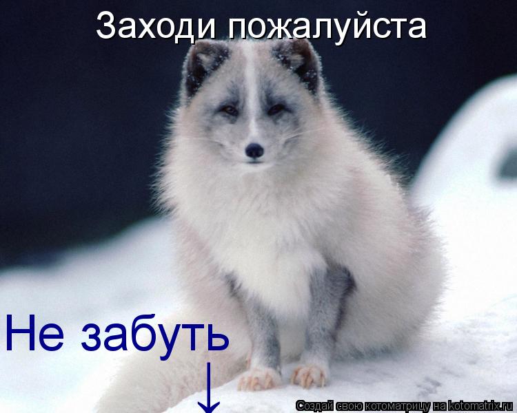 Котоматрица: Заходи пожалуйста Не забуть ↓