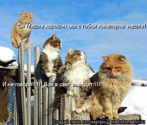 Котоматрица: Ой Машка хороших мы с тобой ковалеров  нашли! И не говори !!!!! Вон в свет выводят!!!!!