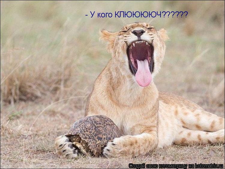 Котоматрица: - У кого КЛЮЮЮЮЧ??????