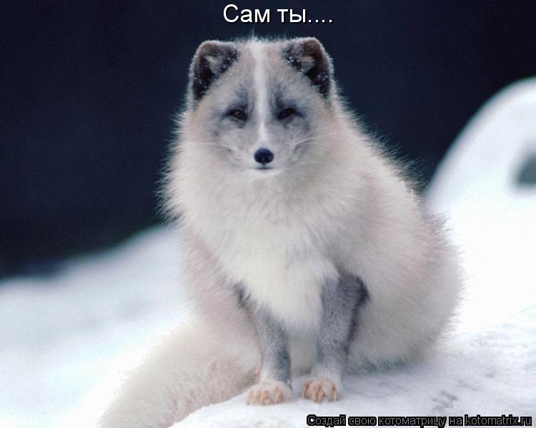 Котоматрица: Сам ты....