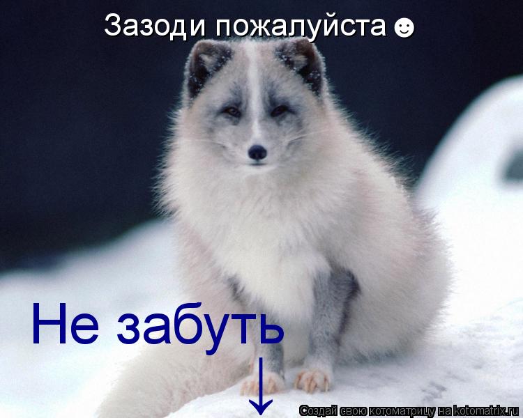 Котоматрица: Зазоди пожалуйста☻ Не забуть ↓