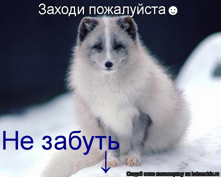 Котоматрица: Заходи пожалуйста☻ Не забуть ↓