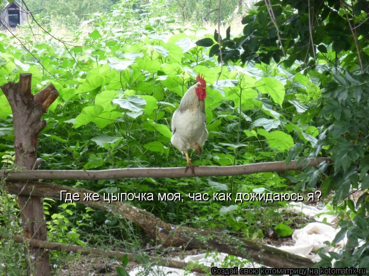 Котоматрица: Где же цыпочка моя, час как дожидаюсь я?