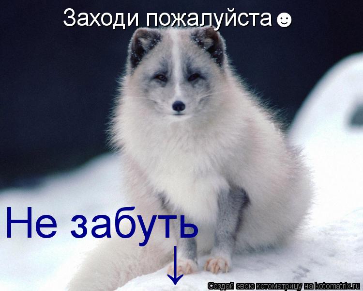 Котоматрица: Заходи пожалуйста☻ Не забуть ↓