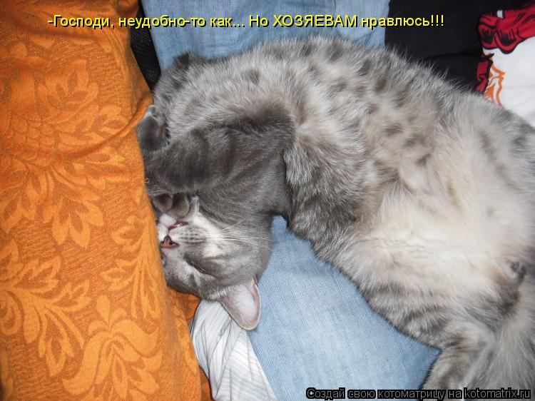 Котоматрица: -Господи, неудобно-то как... Но ХОЗЯЕВАМ нравлюсь!!!