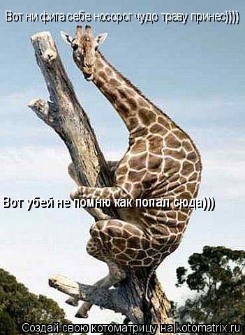 Котоматрица: Вот ни фига себе носорог чудо траву принес)))) Вот ни фига себе носорог чудо траву принес)))) Вот убей не помню как попал сюда))) Вот убей не помн