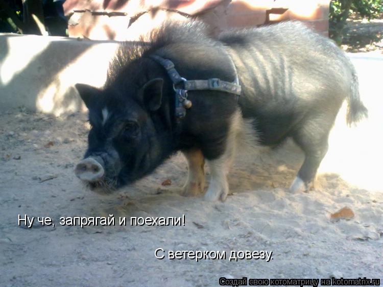 Котоматрица: Ну че, запрягай и поехали! С ветерком довезу.