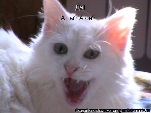 Котоматрица: Да! А ты? А он?