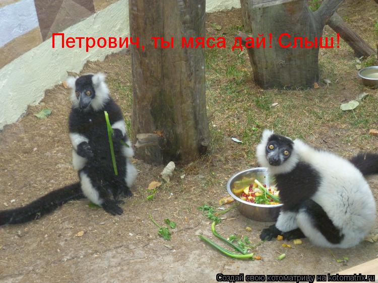 Котоматрица: Петрович, ты мяса дай! Слыш!