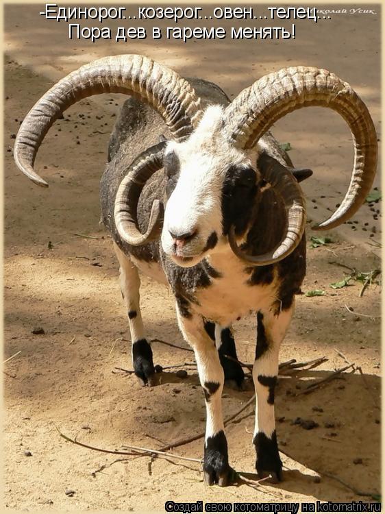 Котоматрица: -Единорог...козерог...овен...телец...   Пора дев в гареме менять!