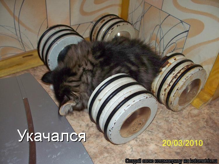 Котоматрица: Укачался