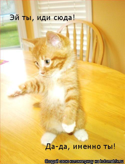 Котоматрица: Эй ты, иди сюда! Да-да, именно ты!