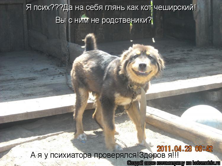 Котоматрица: Я псих???Да на себя глянь как кот чеширский  Вы с ним не родственики? А я у психиатора проверялся!Здоров я!!! !